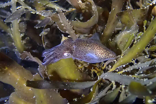 Image of Pacific Bobtail Squid