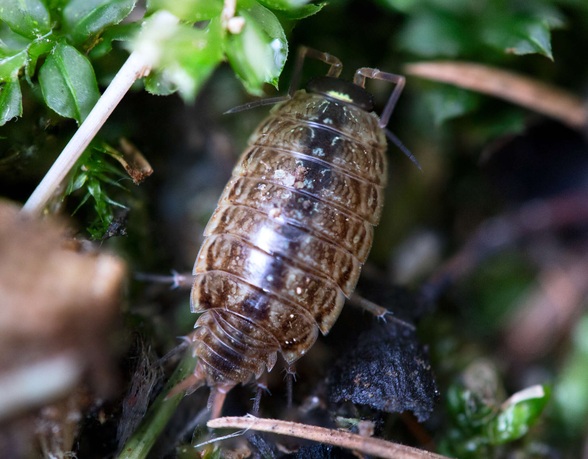 Image of Philoscia Latreille 1804