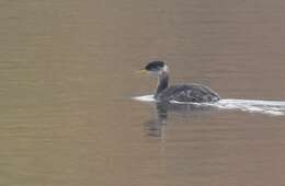 Image of Red-necked Grebe