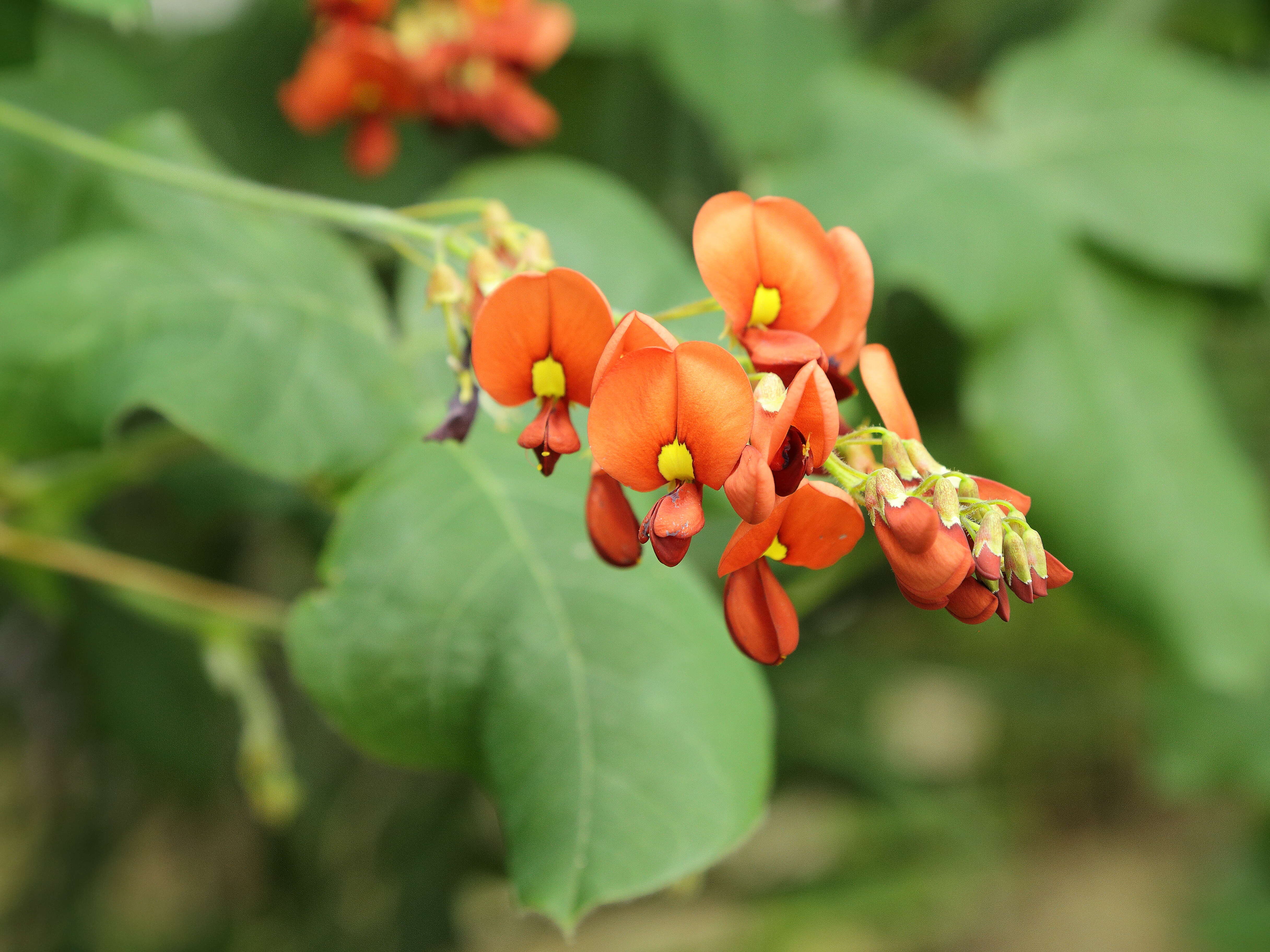 Image of Kennedia lateritia