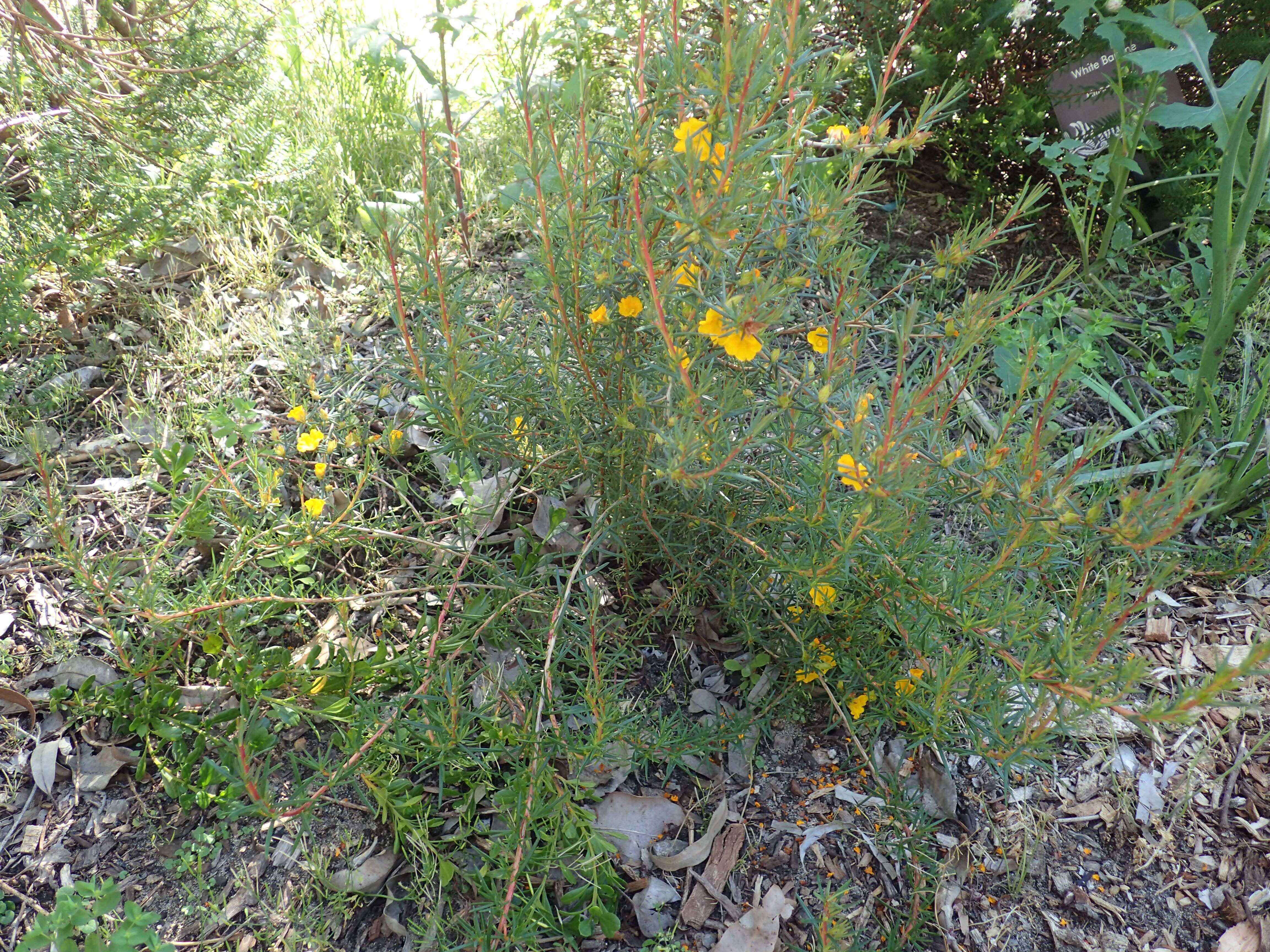 Hibbertia aurea Steud. resmi