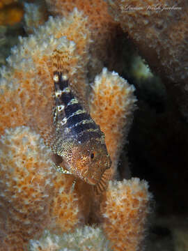 Image of Barred Blenny