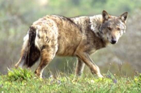 Imagem de Canis lupus italicus