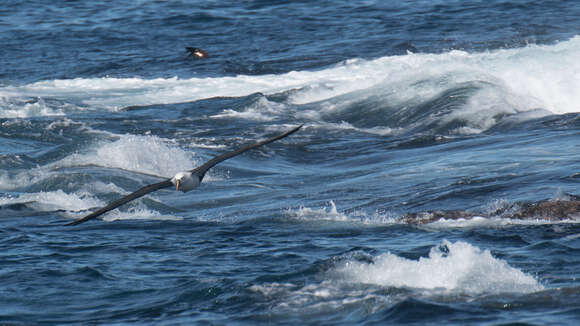 Image de Albatros de Carter