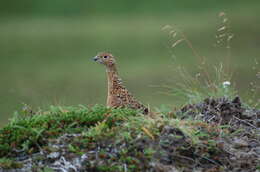 Image of Willow Grouse and Red Grouse