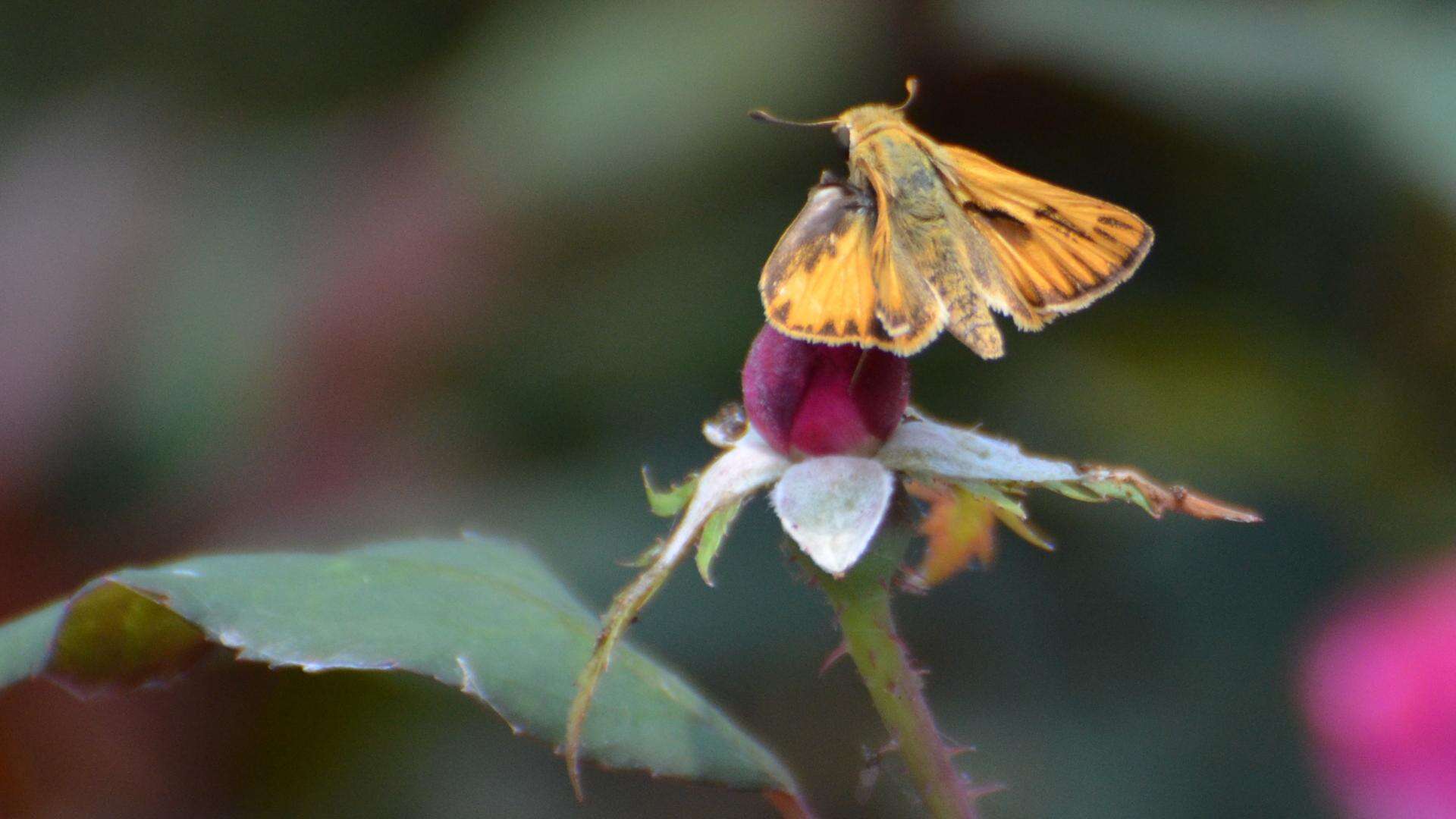 Image of Hylephila phyleus