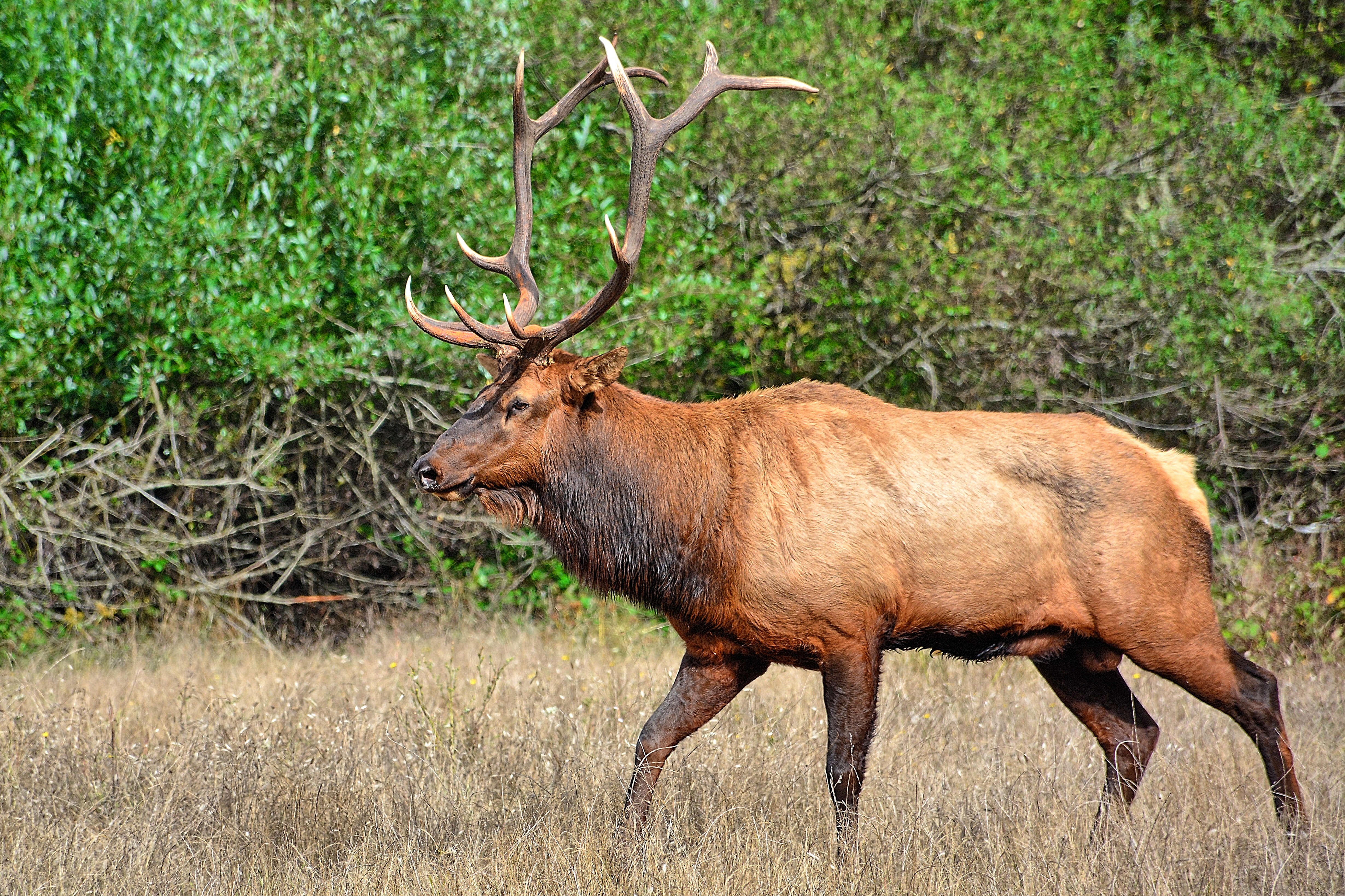 Image of North American elk