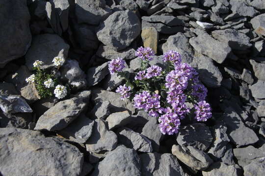 Imagem de Noccaea rotundifolia (L.) Moench