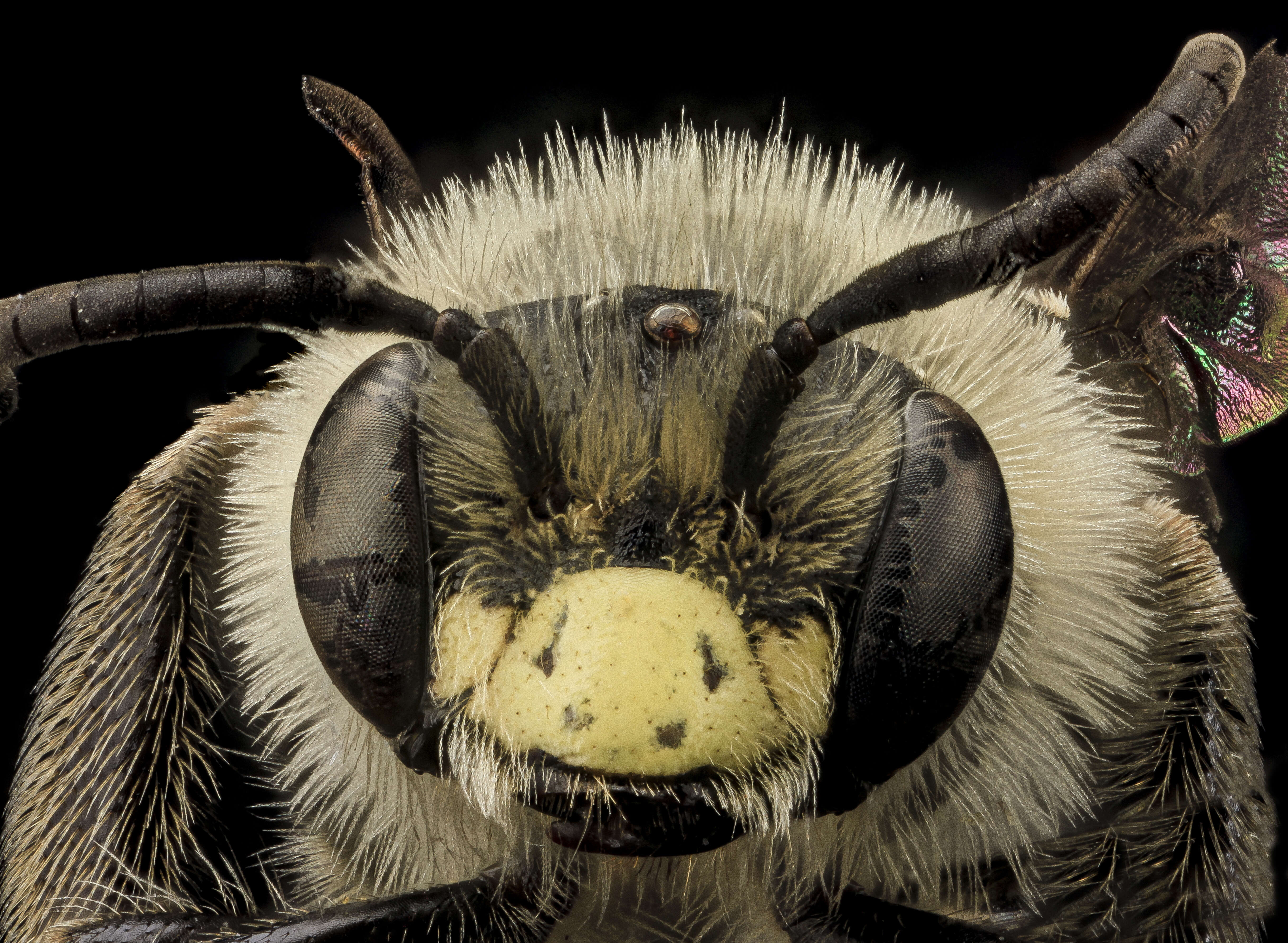 Image of Aster Andrena