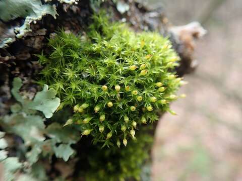 Image of crisped pincushion