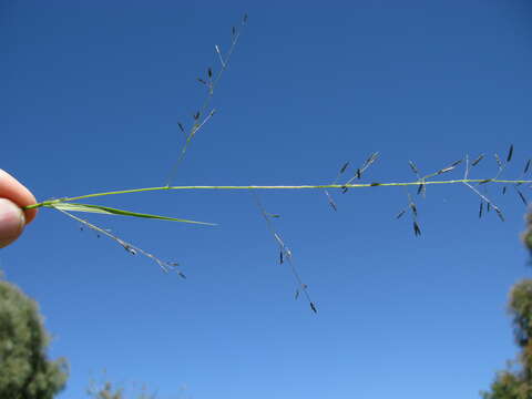 Image of Australian lovegrass