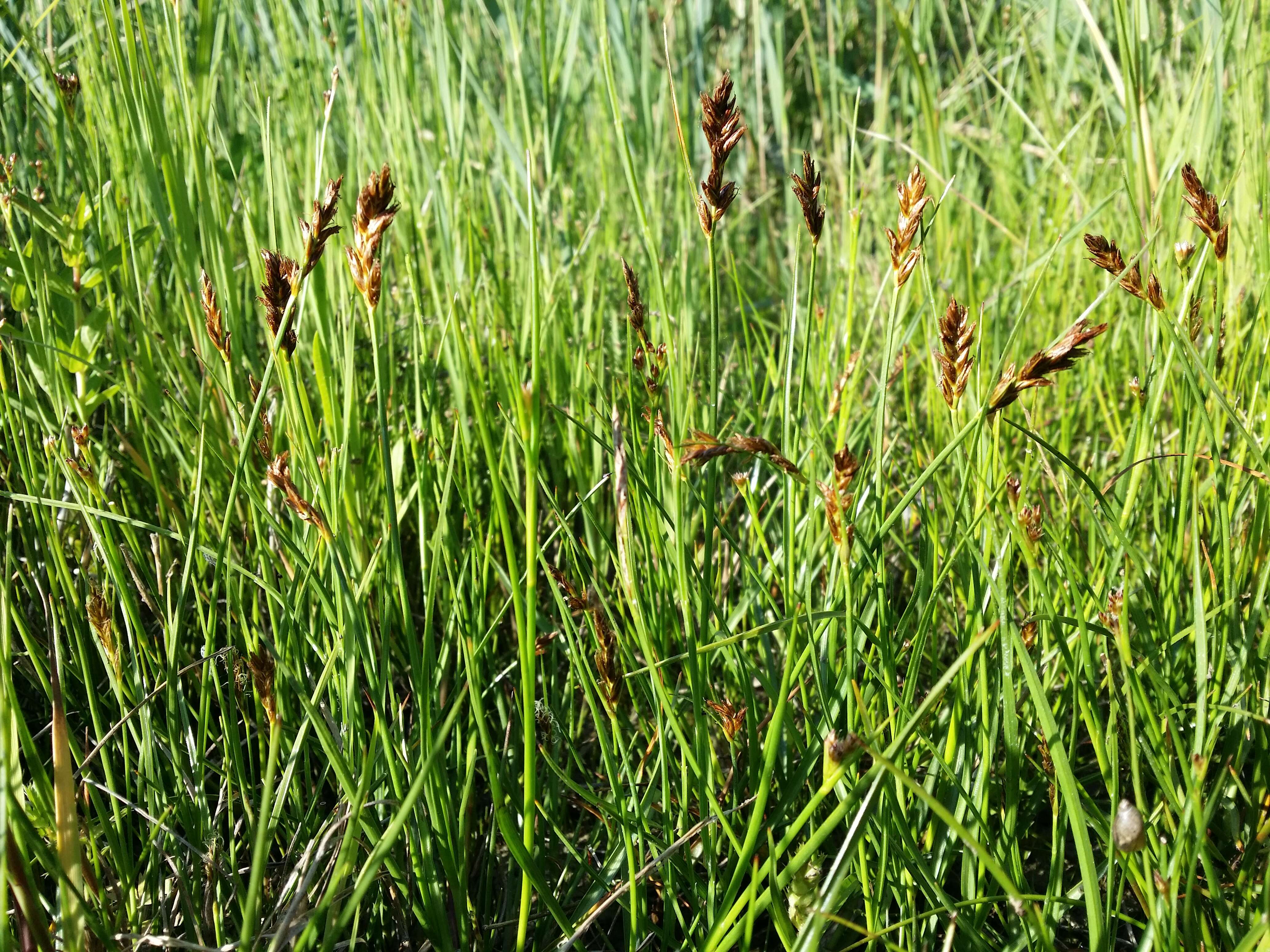 Image of Flat-sedge