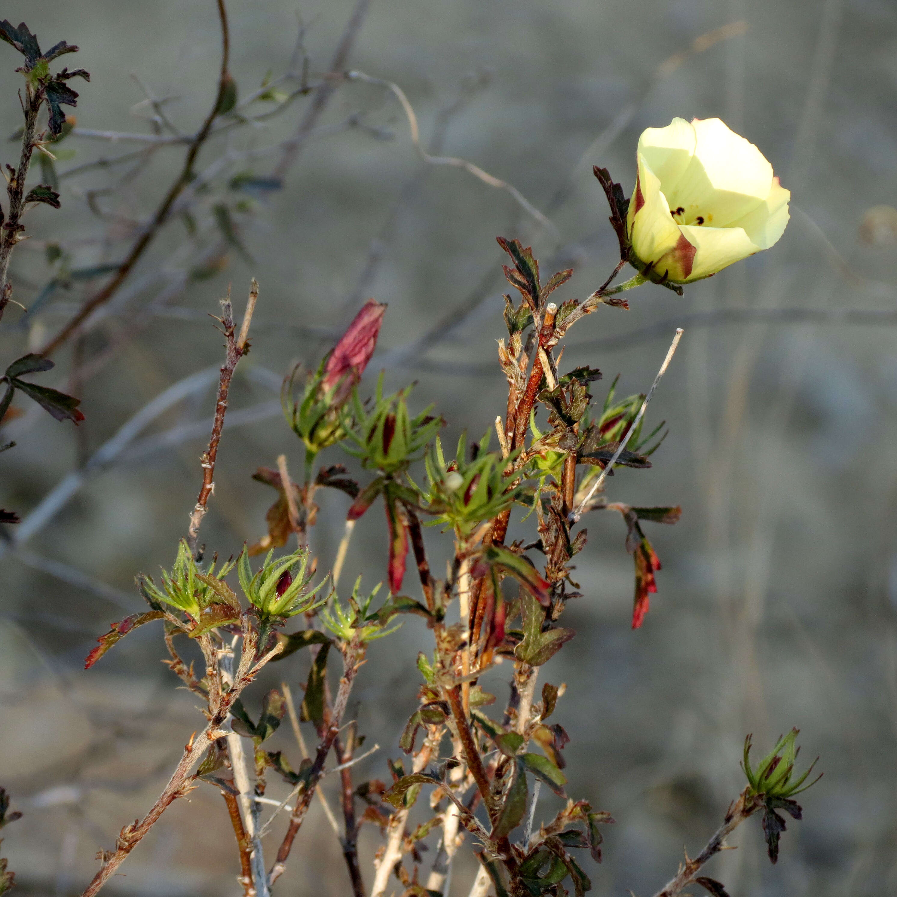 Image of desert rosemallow