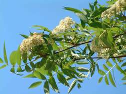 Image of Japanese Rowan