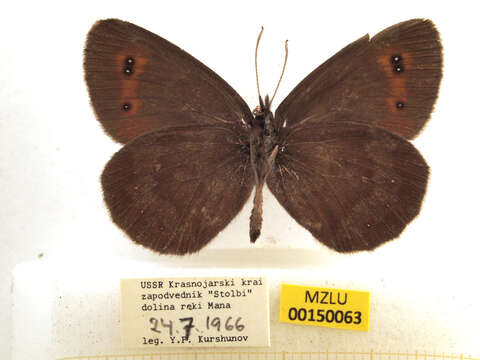 Image of scotch argus