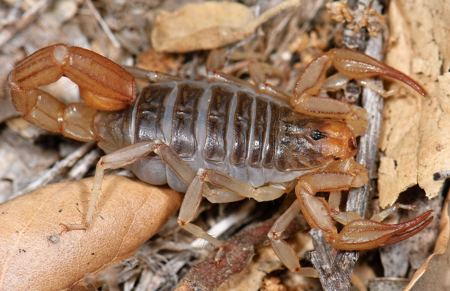 Image of California Common Scorpion