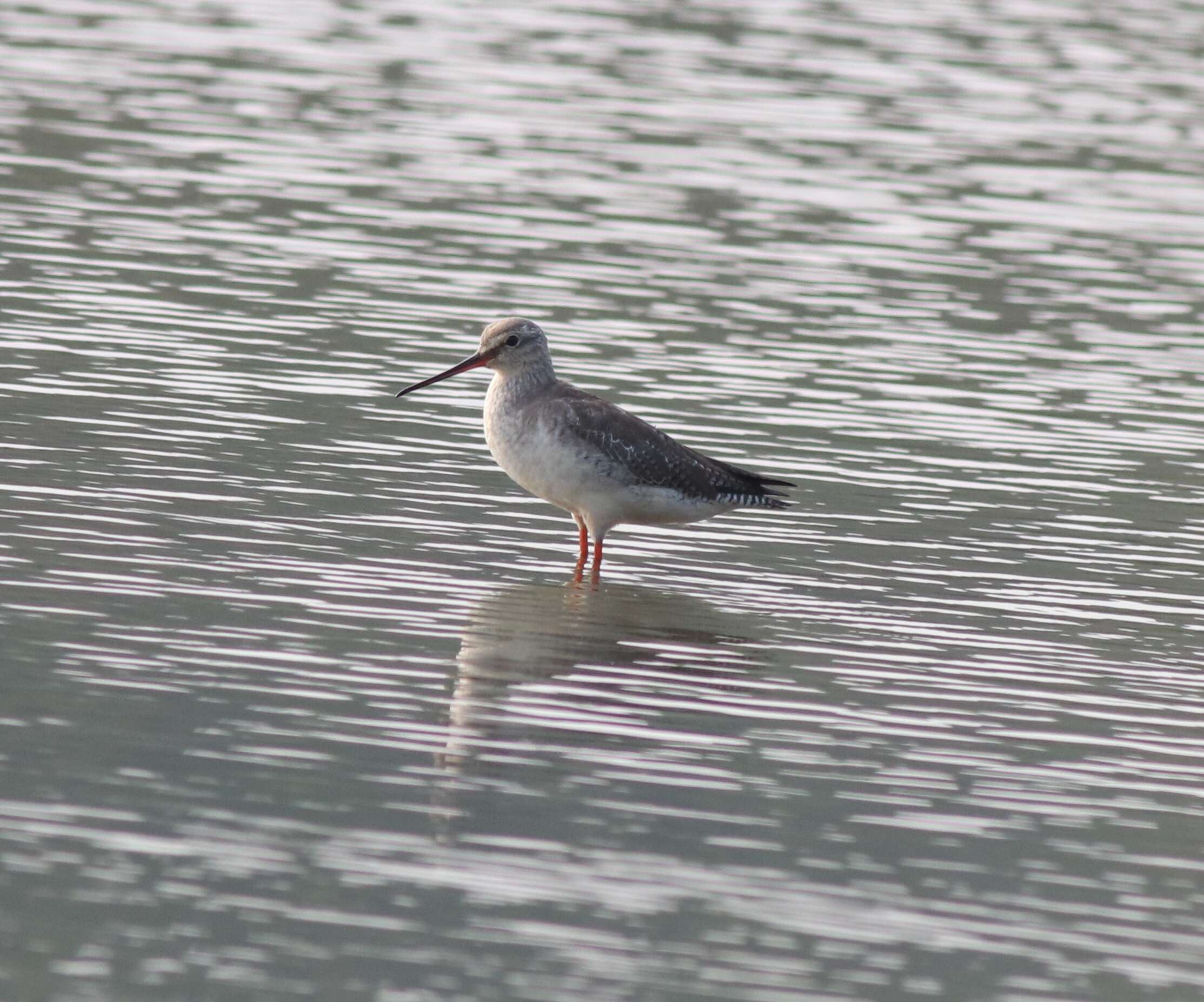 Image of Spotted Redshank