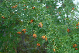 Image of dog rose