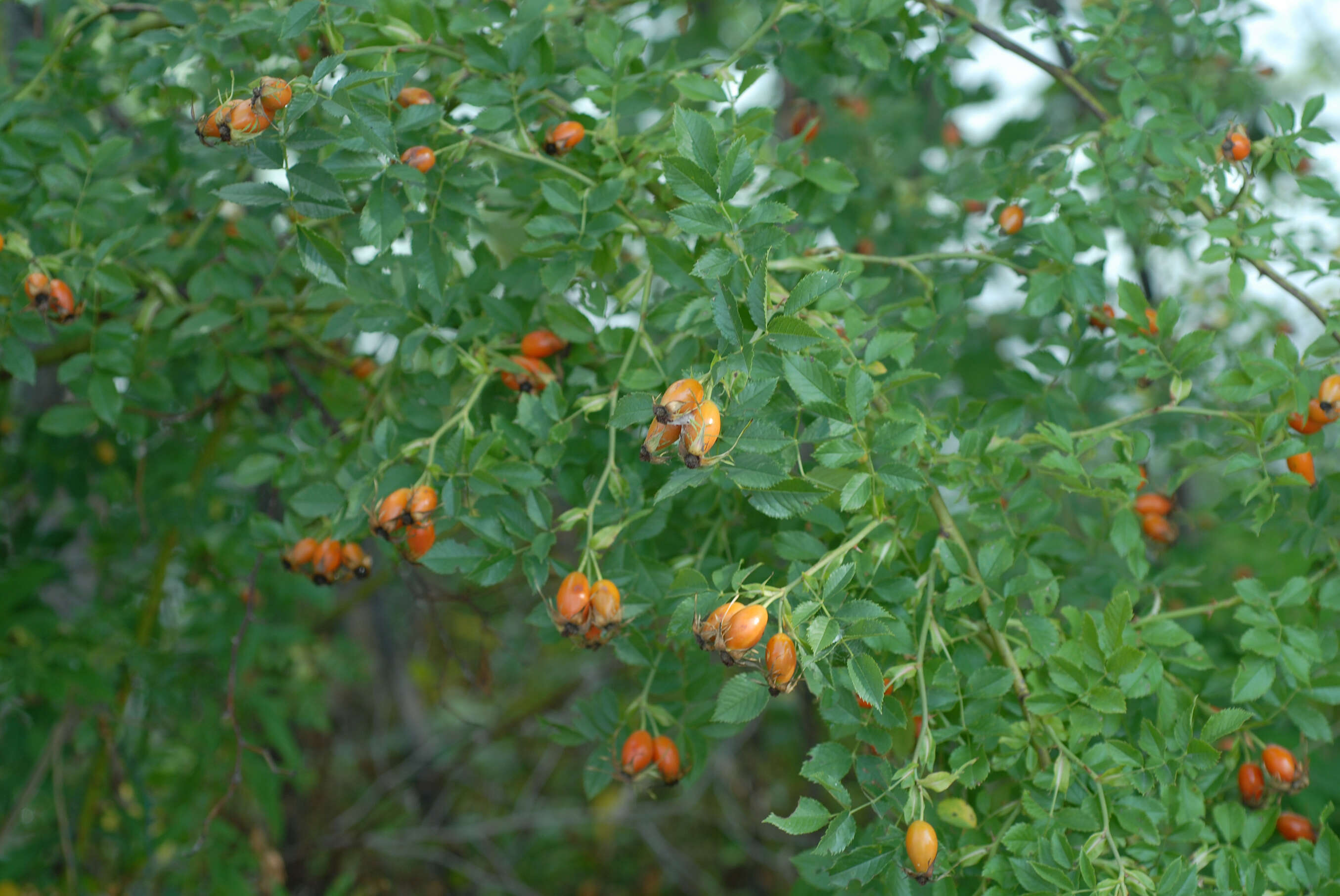 Image of dog rose