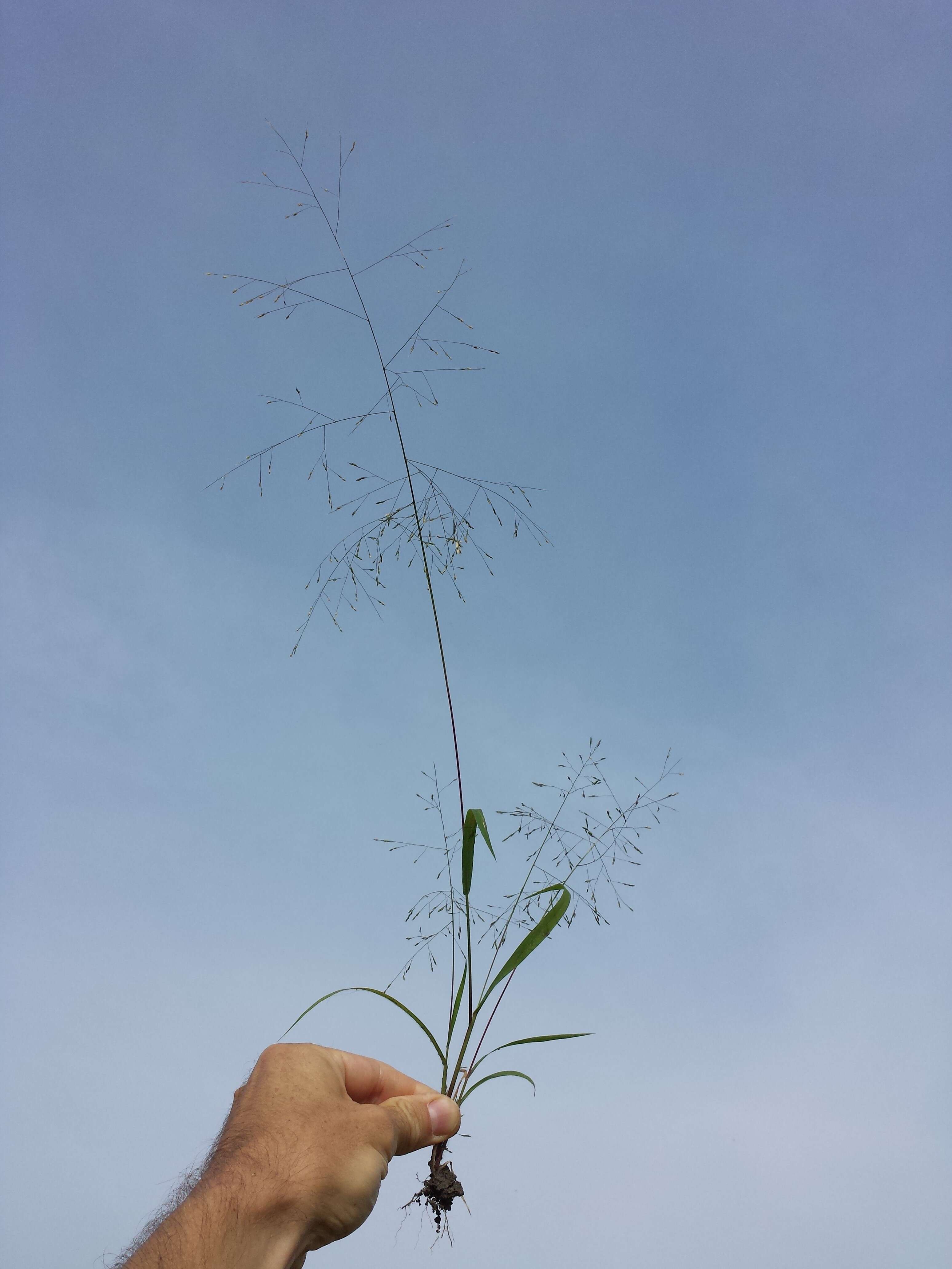 Image of witch grass