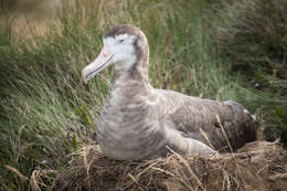 Amsterdam albatrosu resmi