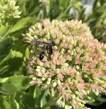 Image of Mud dauber