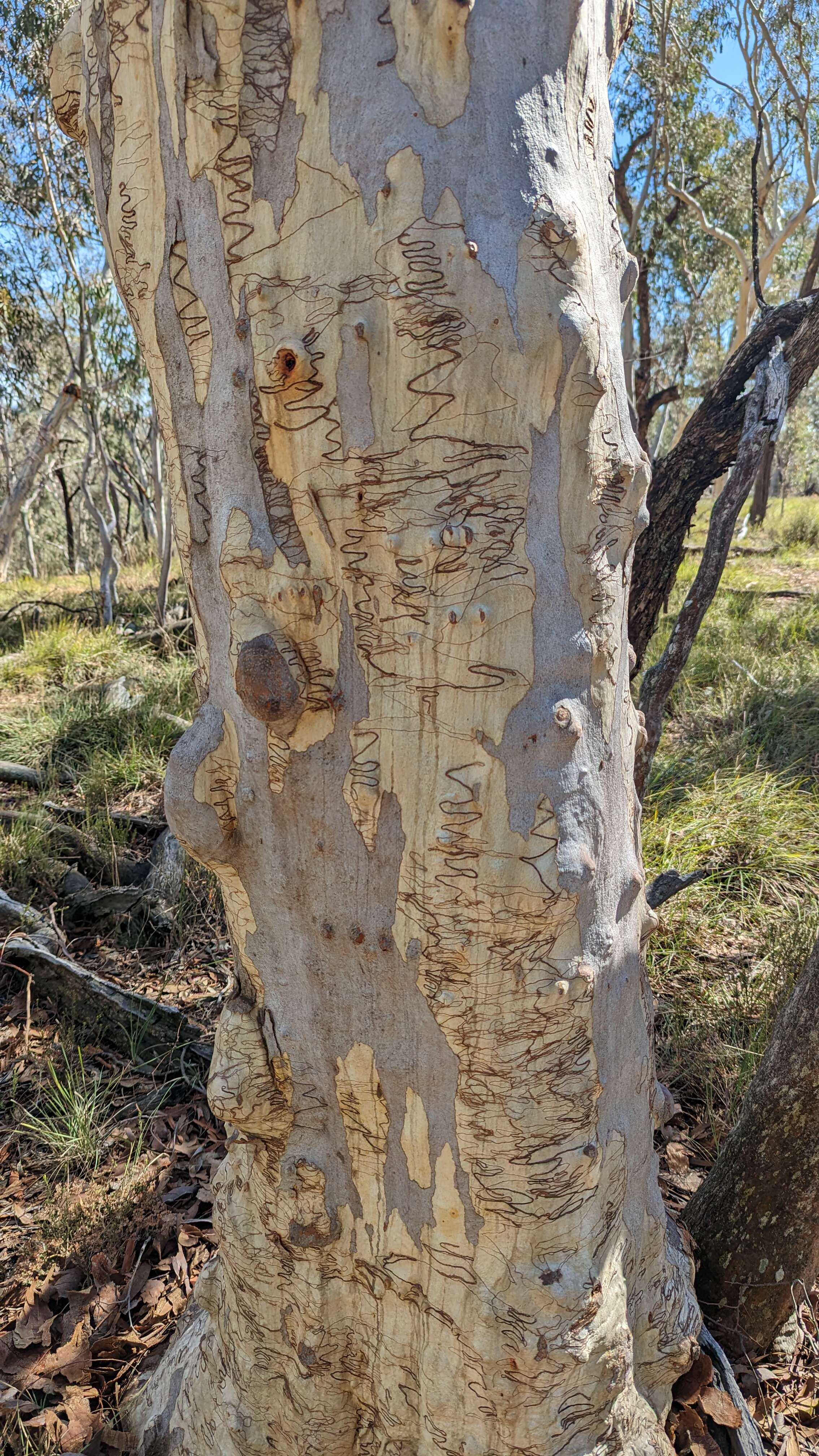 Image of scribbly gum