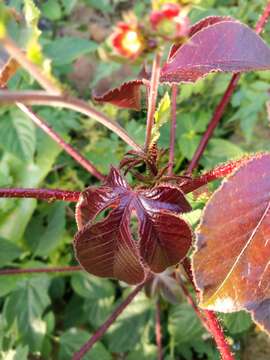 Image of bellyache bush