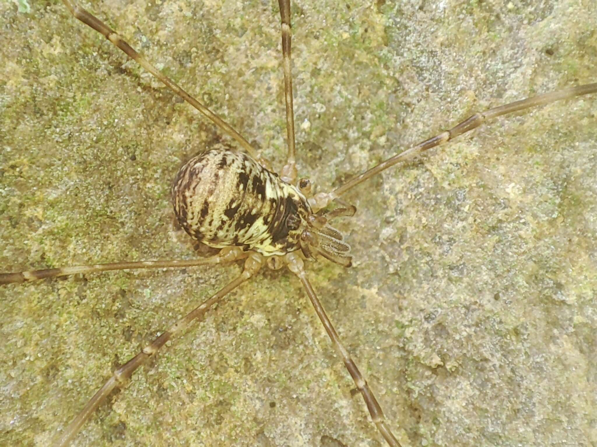 Image of Dicranopalpus fraternus