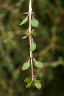 Image of Coprosma virescens Petrie