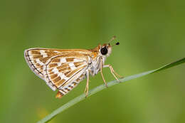 Image of Grey-veined Grass Dart