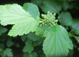 Physocarpus opulifolius (L.) Maxim. resmi