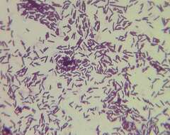 Sivun Lactobacillus Beijerinck 1901 kuva