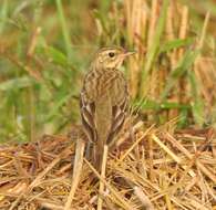 Image of Tree Pipit