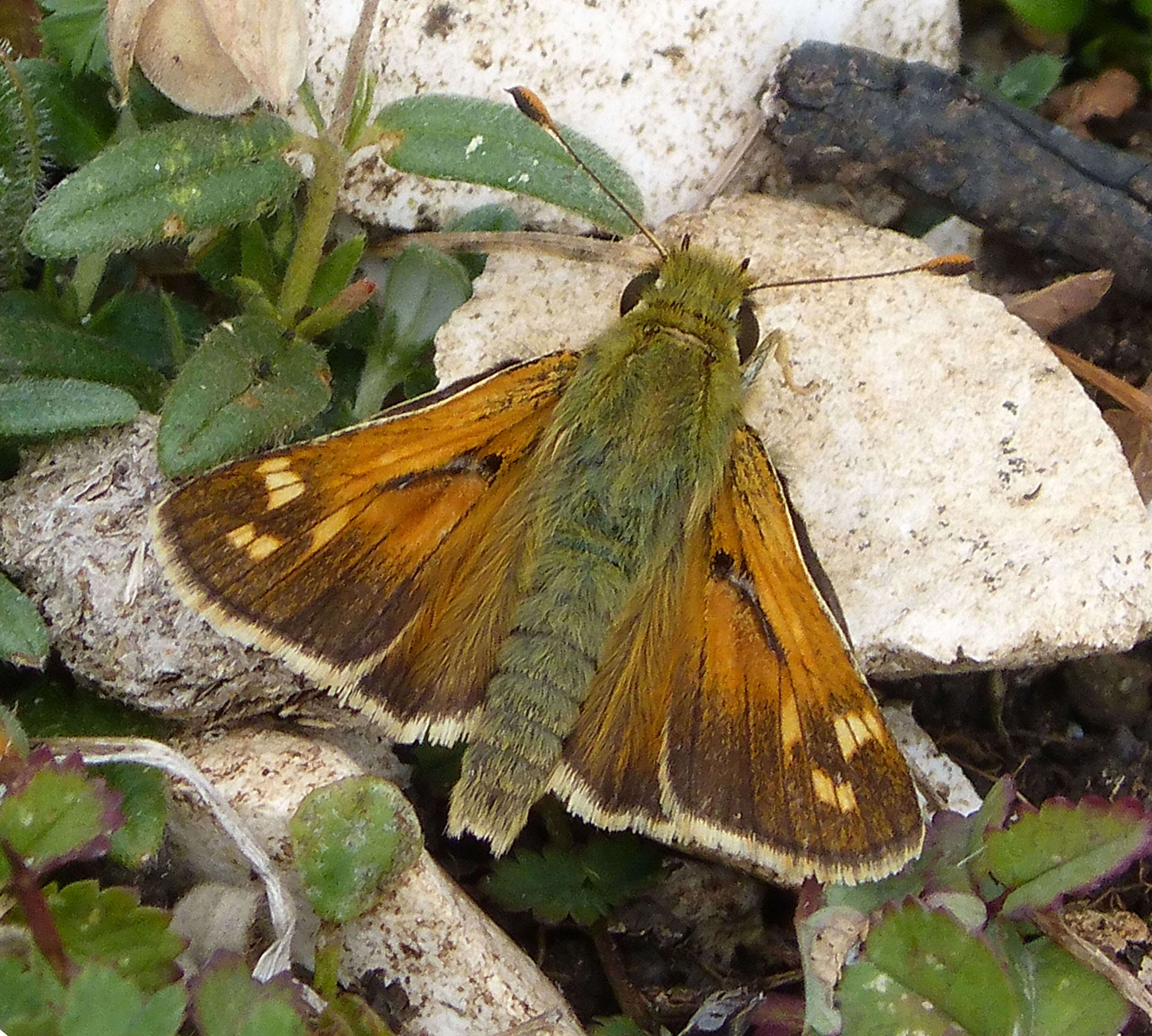 Image of Common Branded Skipper