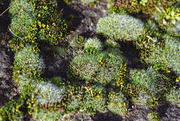 Image of pulvinate dry rock moss