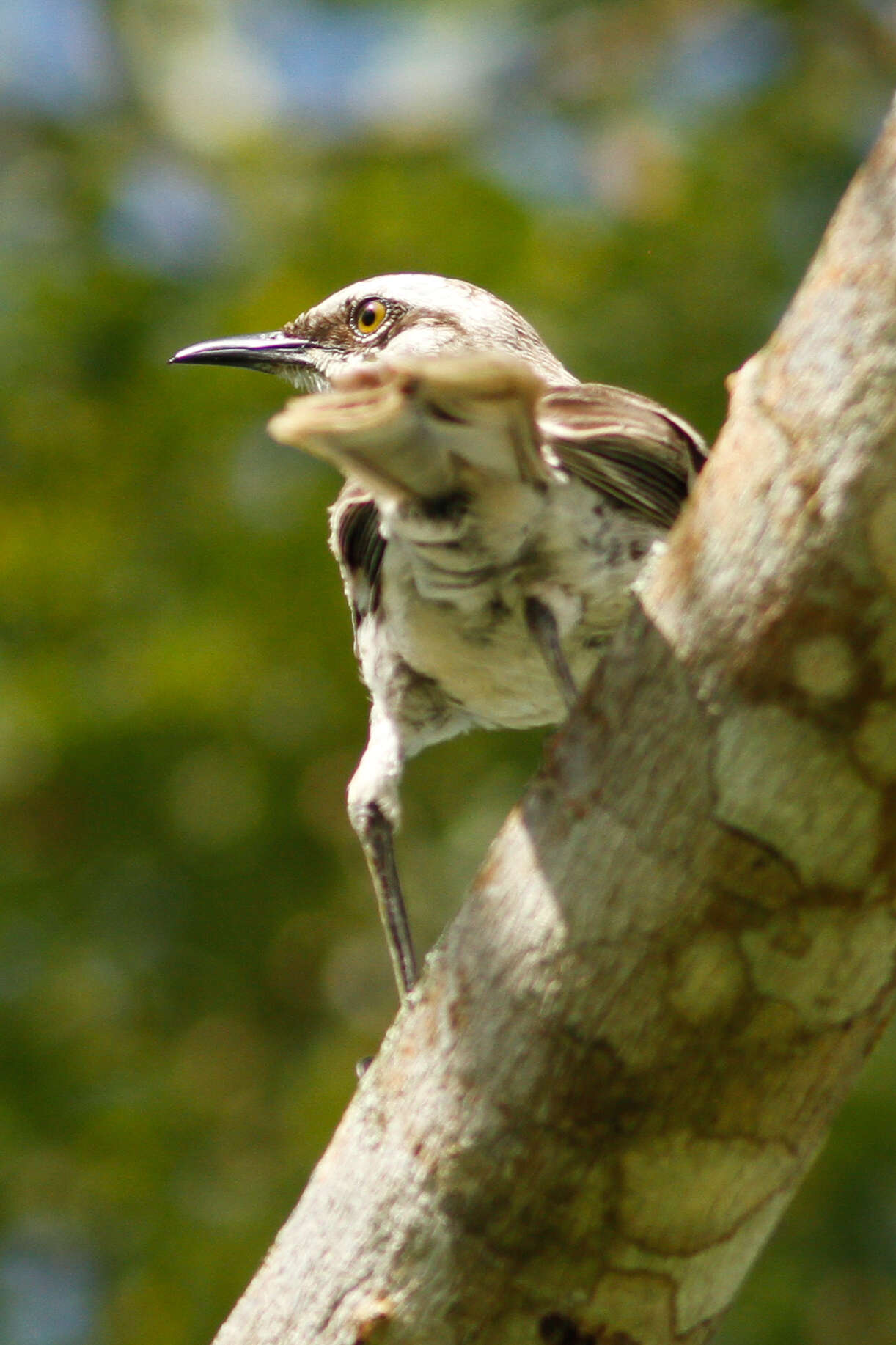 Image of Long-tailed Mockingbird