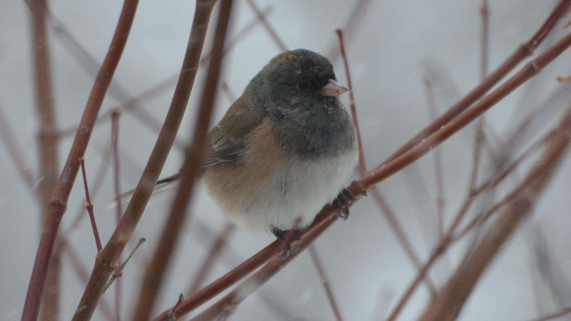 Image of juncos