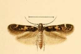 Plancia ëd Dysallomima coarctella