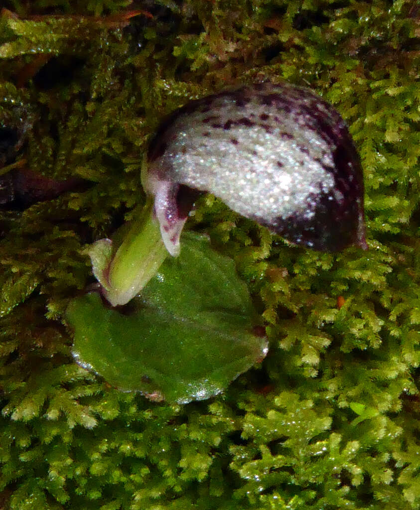 Image de Corybas cheesemanii (Hook. fil. ex Kirk) Kuntze