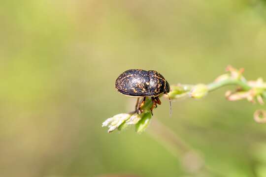 Image of Orsilochides