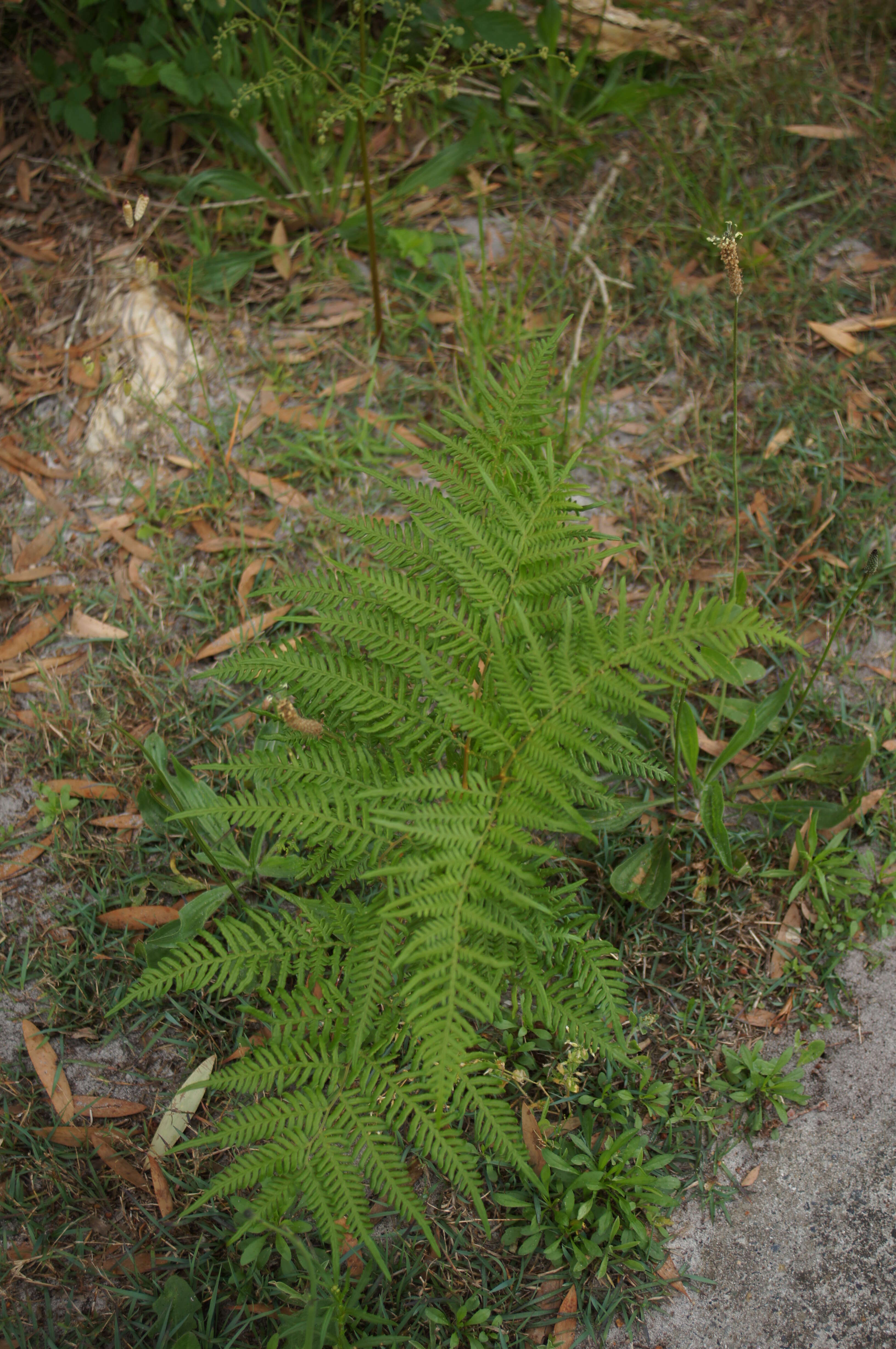 Image of Pteridium esculentum (G. Forst.) Nakai