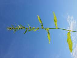 Rumex palustris Sm. resmi