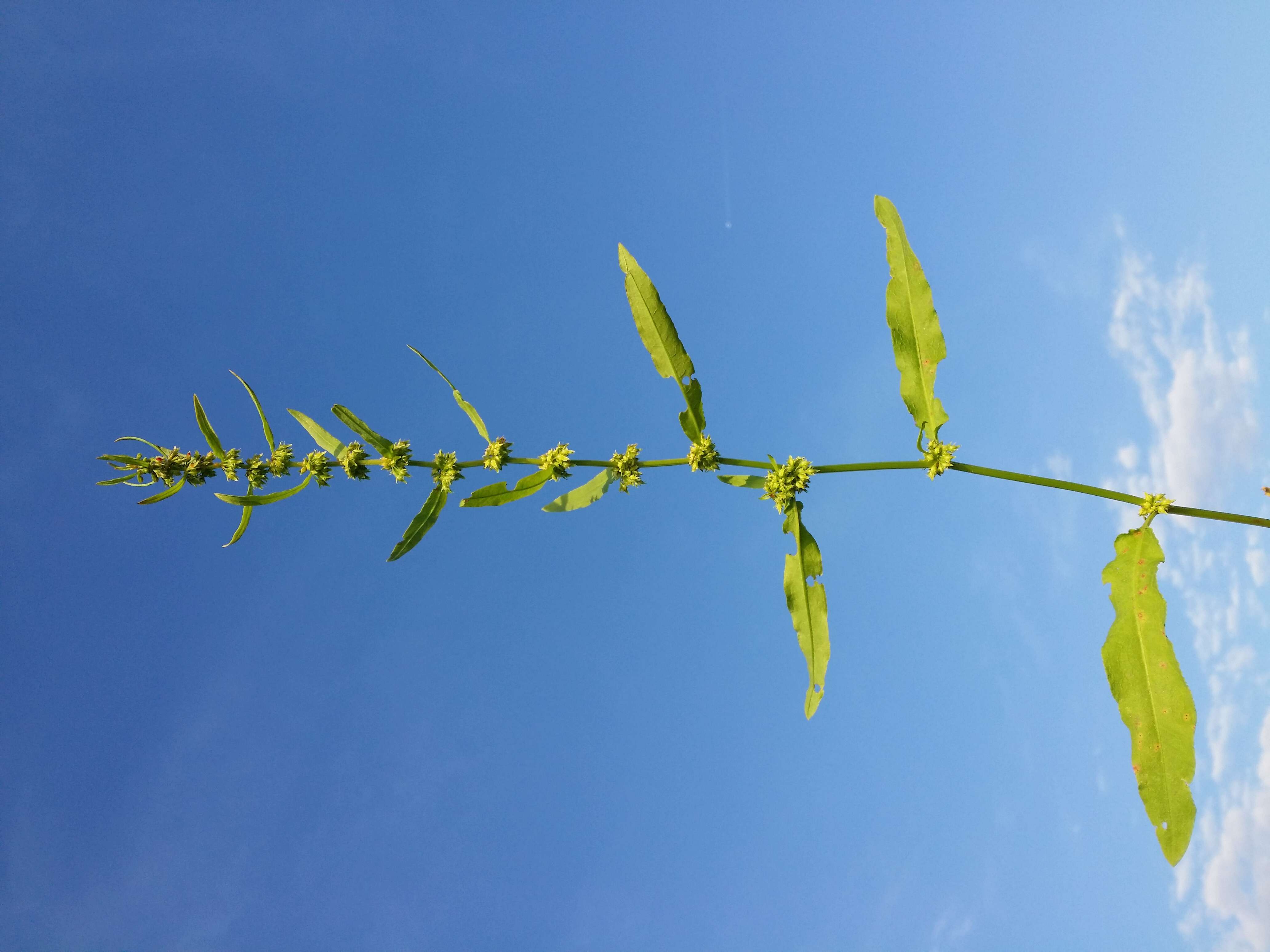 Rumex palustris Sm. resmi