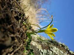 Image of star of Bethlehem