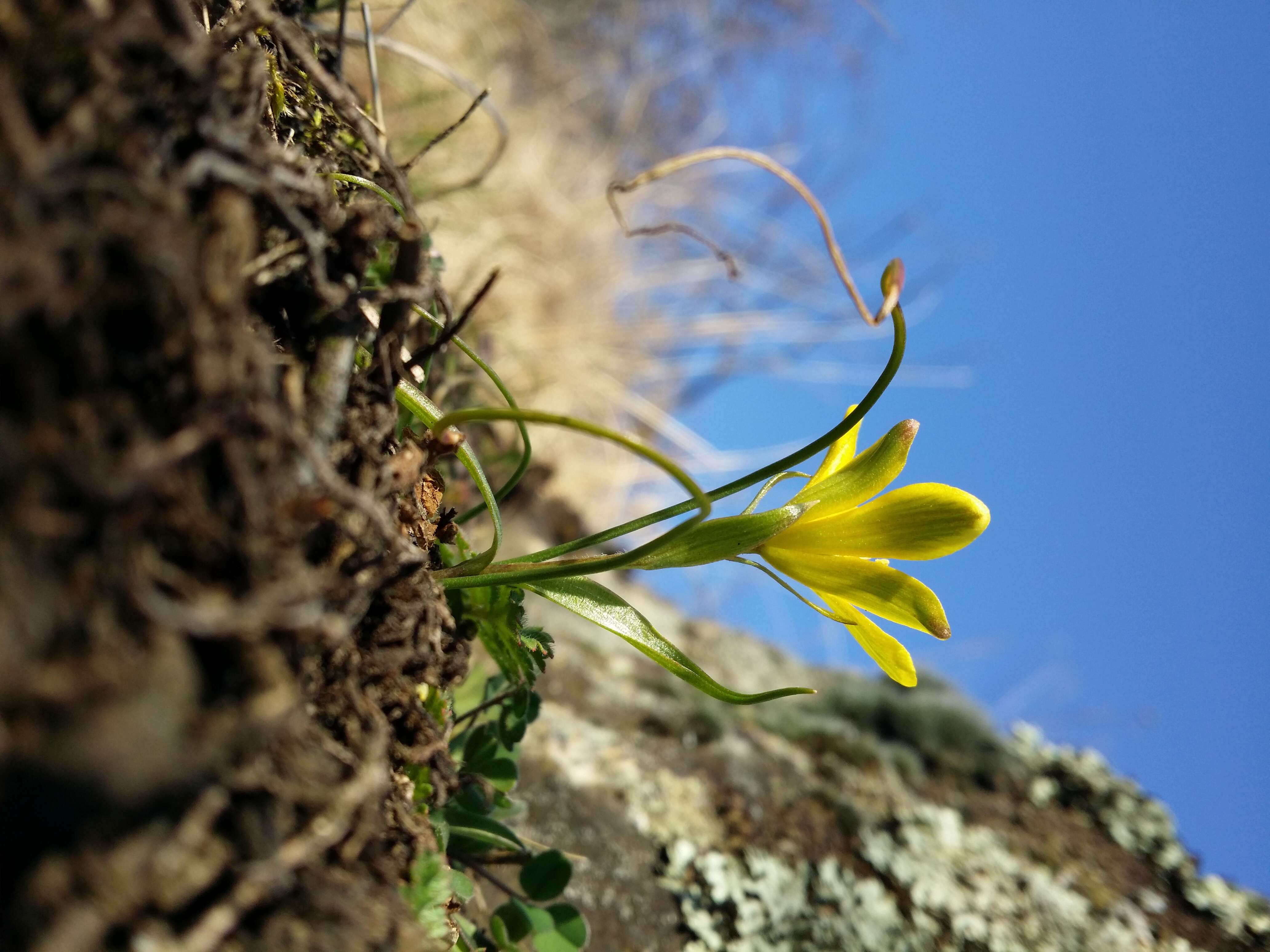 Image of star of Bethlehem