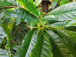 Plancia ëd Gardenia actinocarpa Puttock