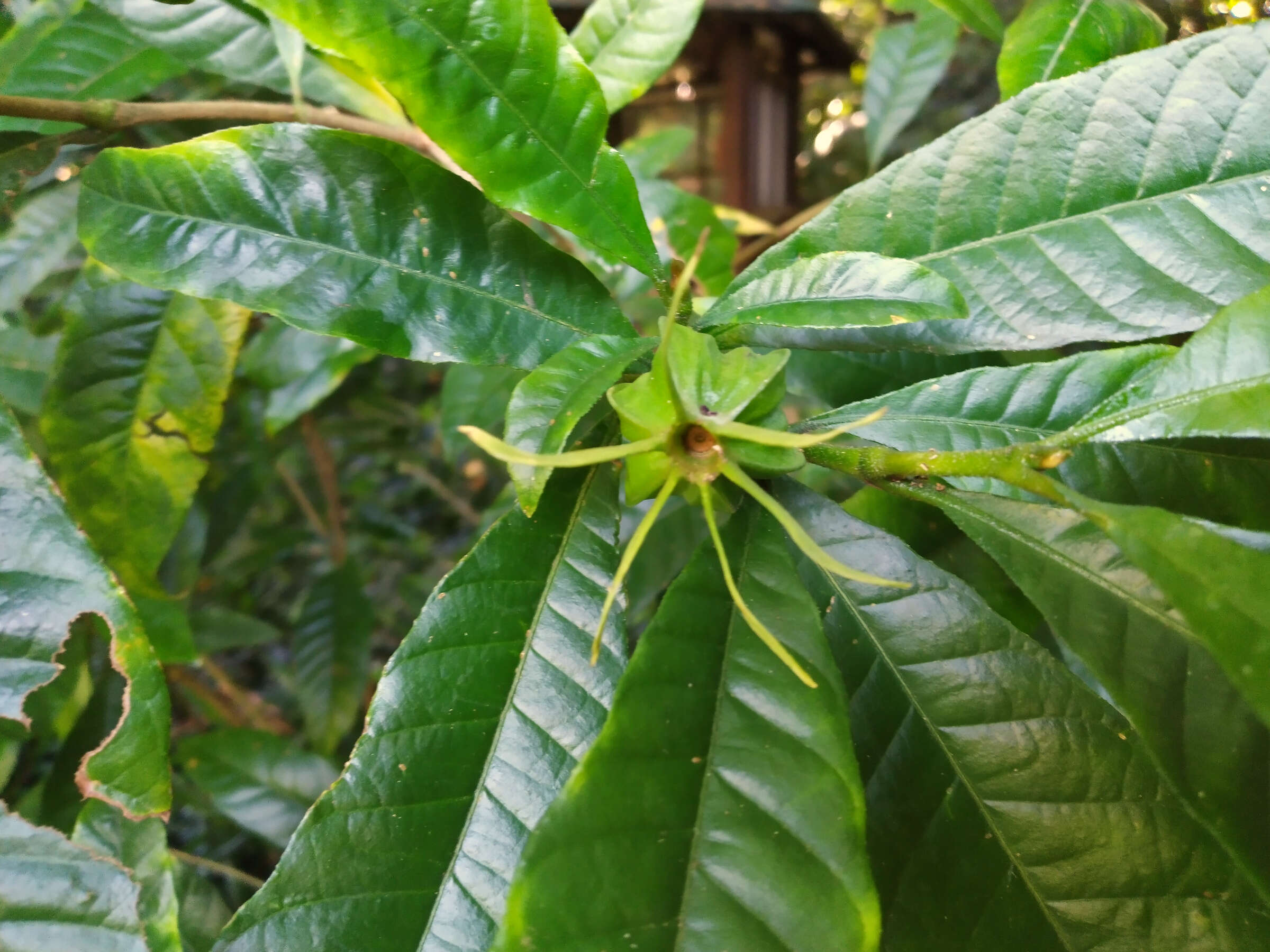 Plancia ëd Gardenia actinocarpa Puttock