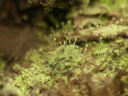 Image of needle lichen