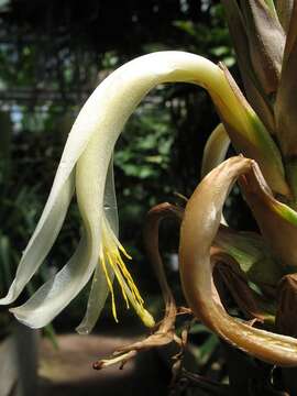 Pitcairnia recurvata (Scheidw.) K. Koch的圖片